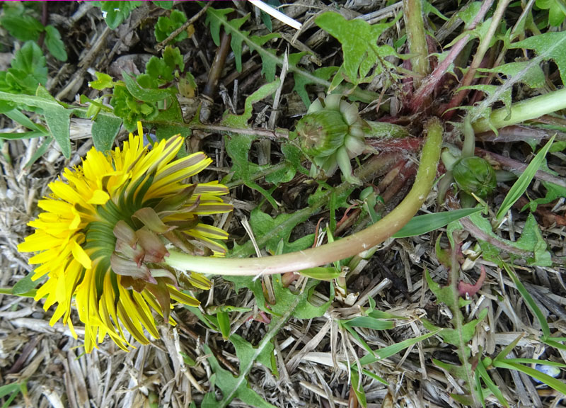 quale Asteraceae ?.....Taraxacum sp.